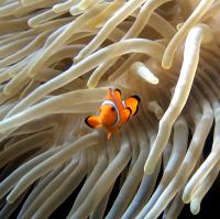 Clown Fish